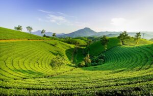 Читайте подробнее об этой статье Почему лучший в мире чай именно на Шри-Ланке?